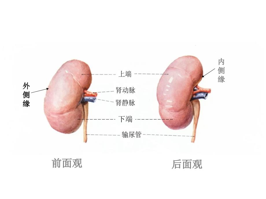 肾脏解剖结构图_第2页