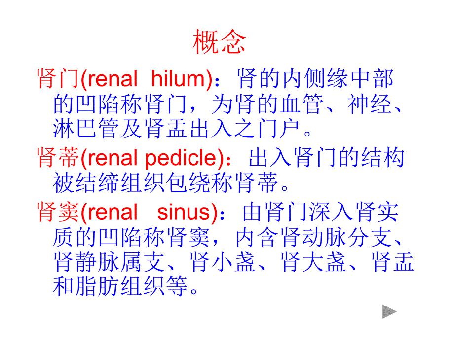 肾脏解剖结构图_第3页