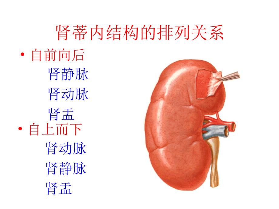 肾脏解剖结构图_第4页