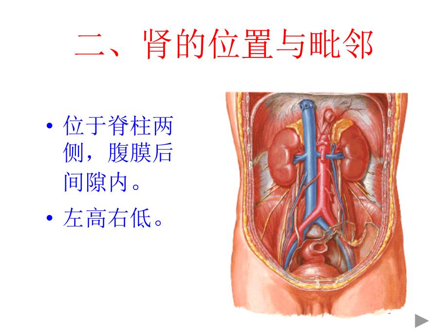 肾脏解剖结构图_第5页