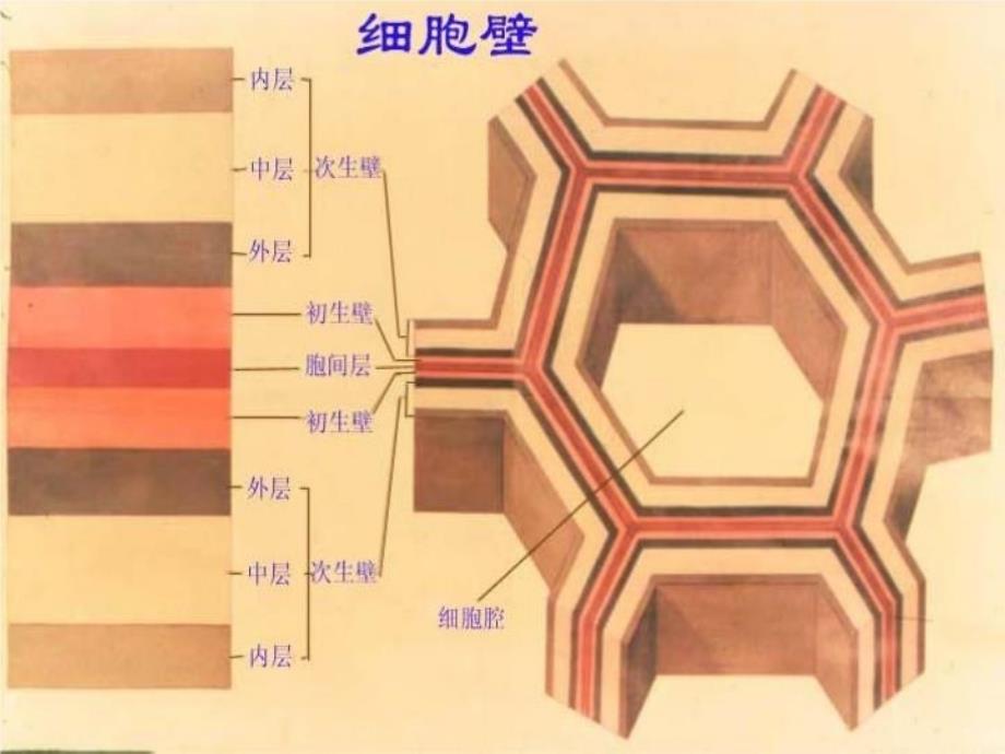 最新奥赛冲刺第3轮考点串讲植物学营养ppt课件_第3页