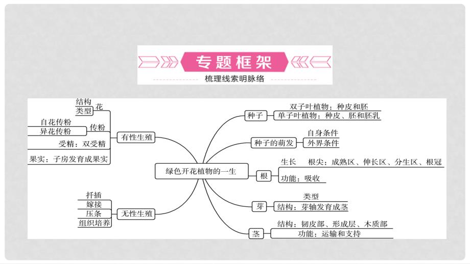 中考生物总复习 专题三 绿色开花植物的一生课件_第4页