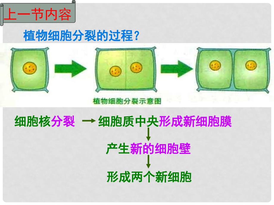 七年级生物上册 第1单元 第2章 第2节 细胞分化形成组织课件 （新版）冀教版_第1页
