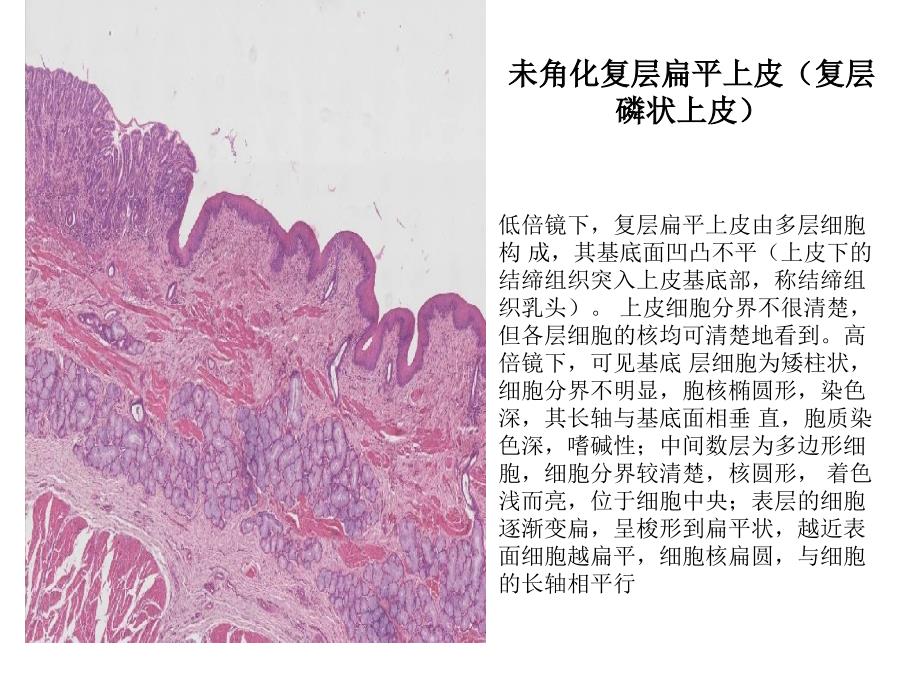 组织学与胚胎学图片集知识讲解_第2页