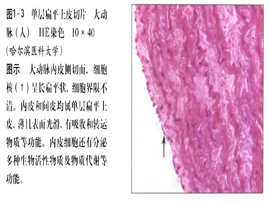 组织学与胚胎学图片集知识讲解_第3页