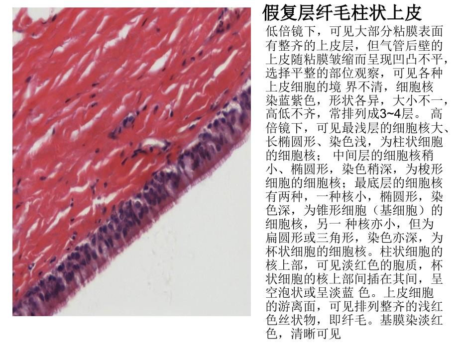 组织学与胚胎学图片集知识讲解_第4页