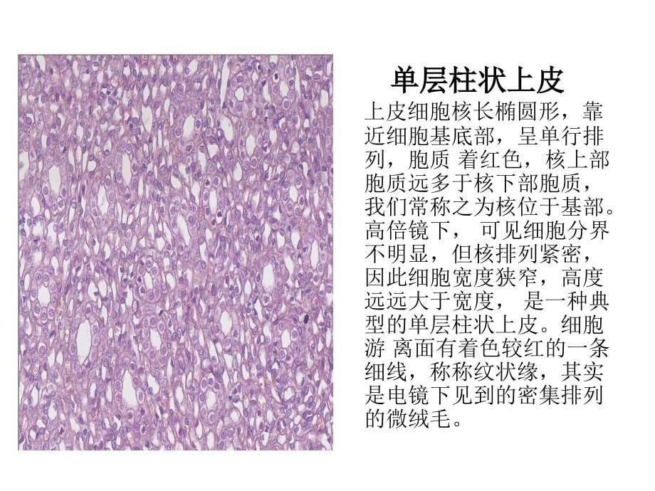 组织学与胚胎学图片集知识讲解_第5页