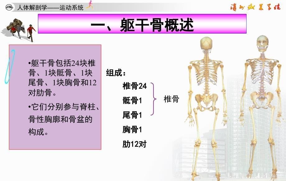 人体解剖学躯干骨.ppt_第5页