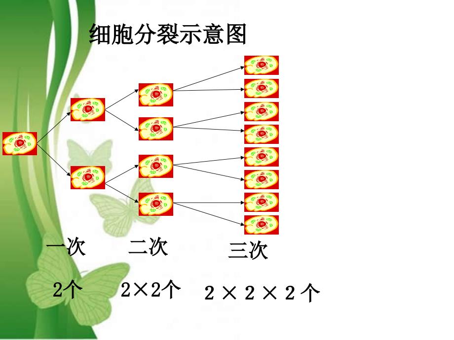 有理数的乘方张花妮课件绿白色底版_第2页