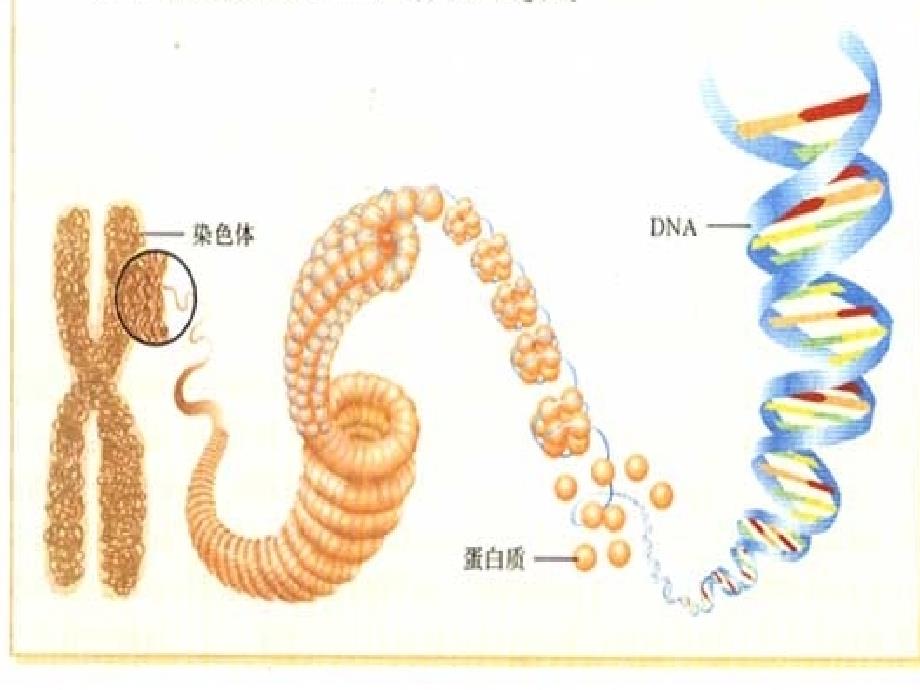 基因的显性和隐性课件_第2页