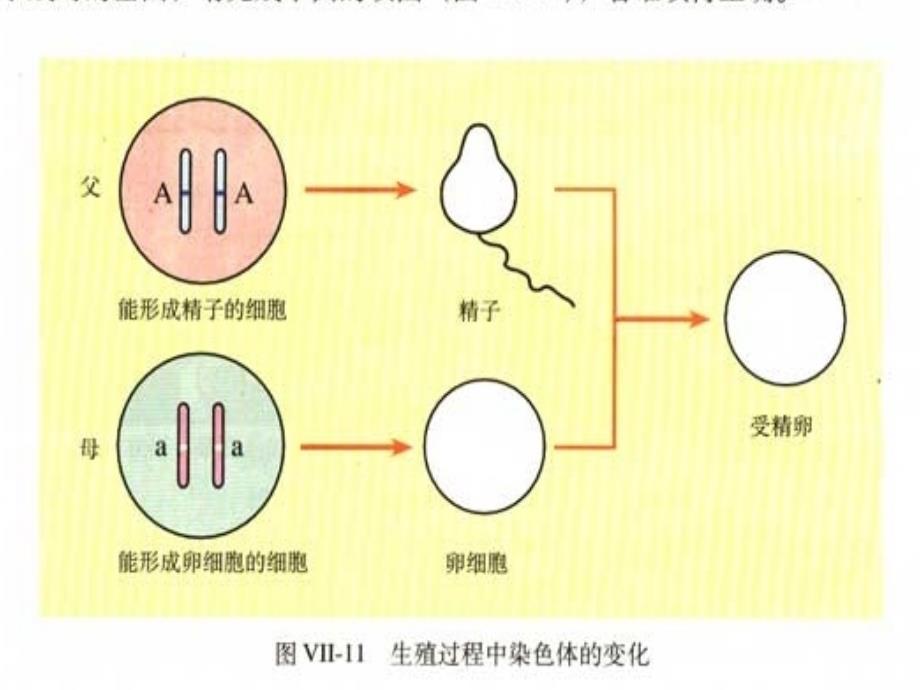 基因的显性和隐性课件_第4页