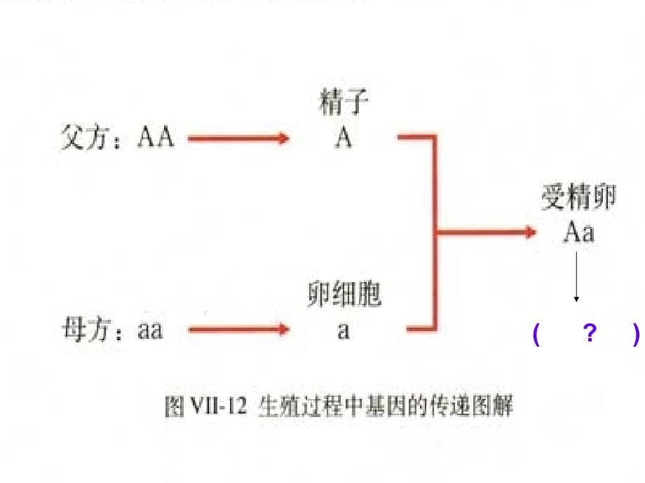 基因的显性和隐性课件_第5页