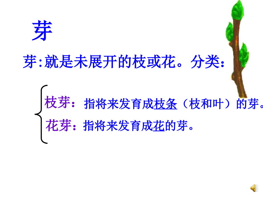 初中一年级生物上册第三单元生物圈中的绿色植物第五章绿色植物的一生第四节植物茎的输导功能第一课时课件_第3页