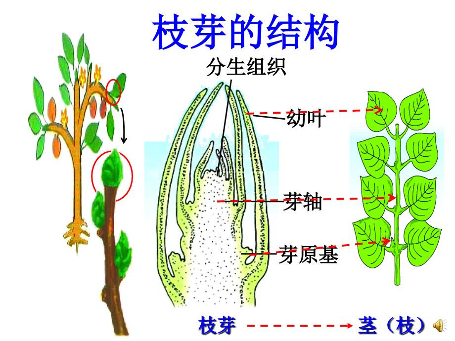 初中一年级生物上册第三单元生物圈中的绿色植物第五章绿色植物的一生第四节植物茎的输导功能第一课时课件_第4页