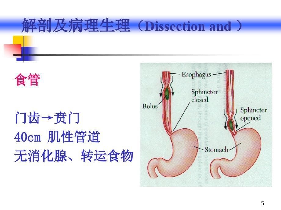 [农学]专科总论_第5页