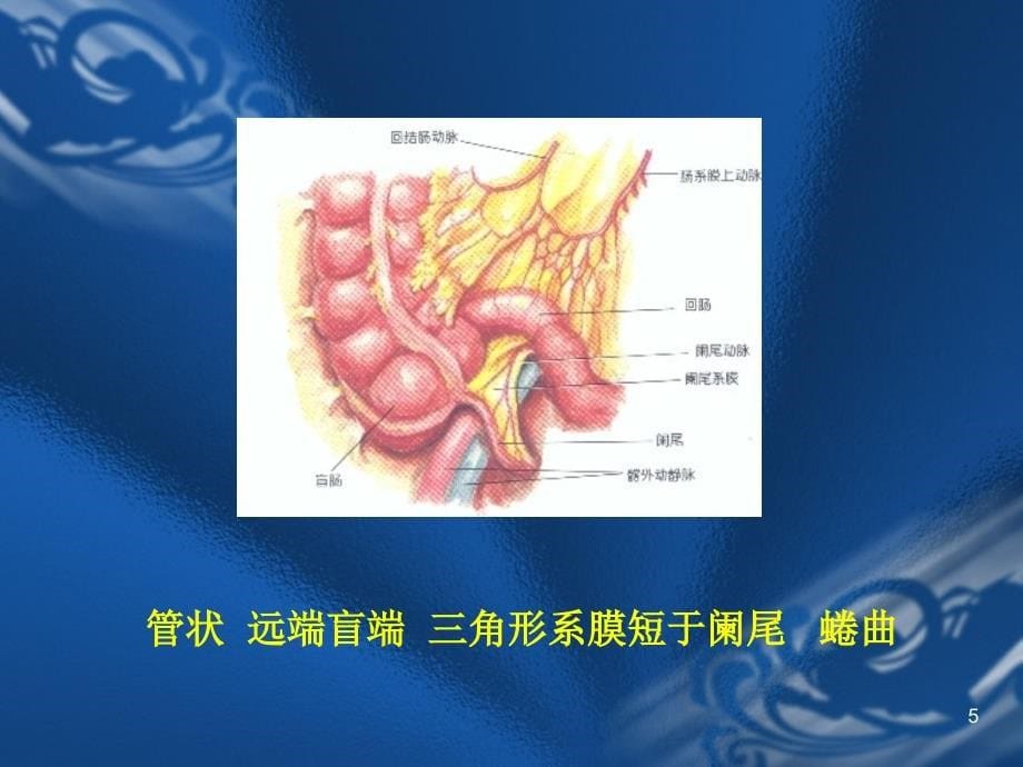 外科学--阑尾炎PPT演示课件_第5页