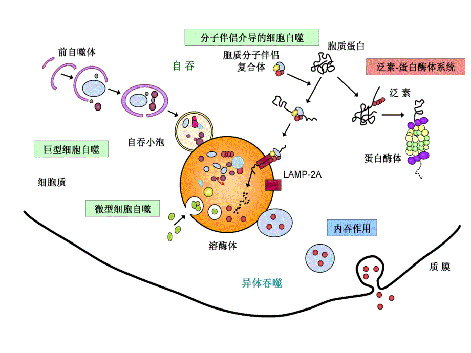 自噬研究的相关知识_第4页