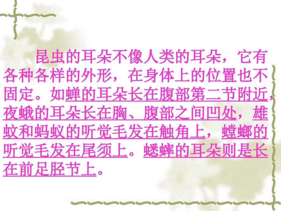 教科版小学科学六年级下册第一单元《放大镜下的昆虫世界》课件_第5页