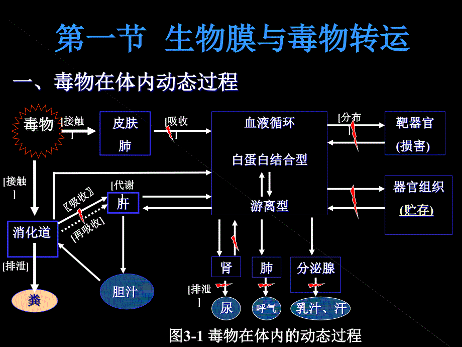 第二章毒物的体内转化_第3页