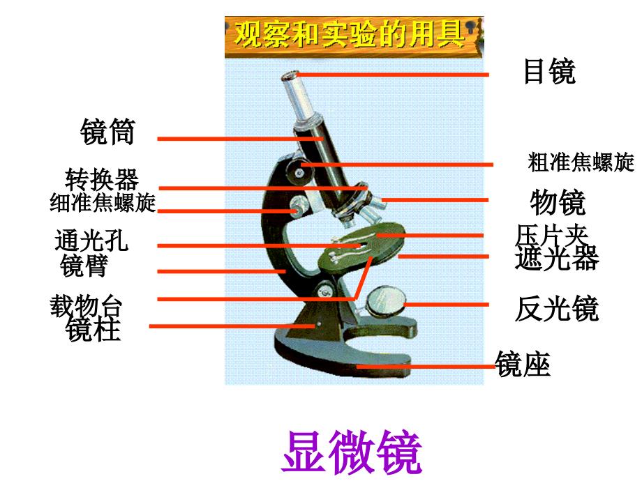 人教版七上第二单元第一节练习使用显微镜_第2页