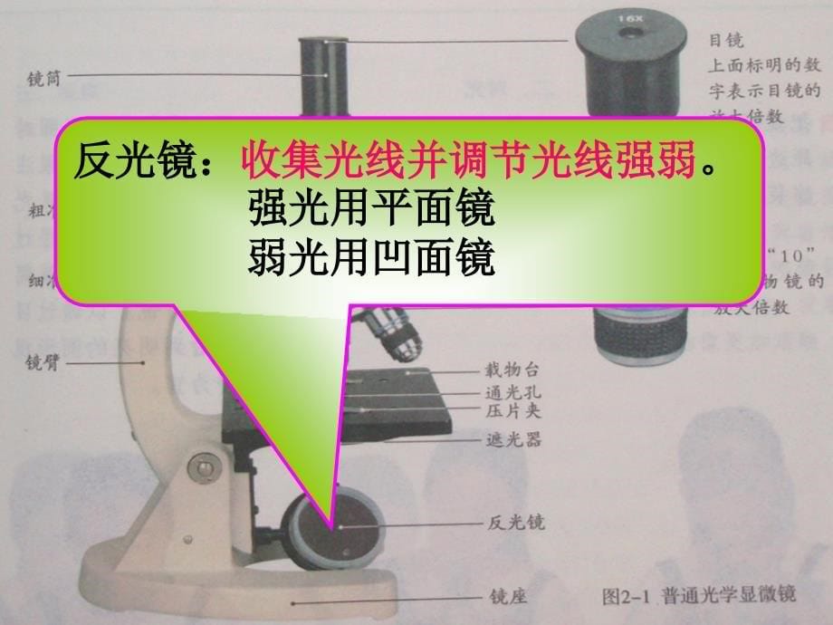 人教版七上第二单元第一节练习使用显微镜_第5页