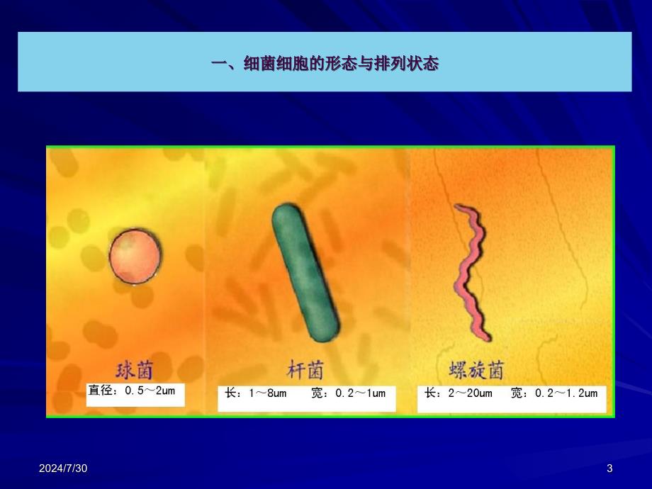 1.1细菌的形态与结构ppt课件_第3页