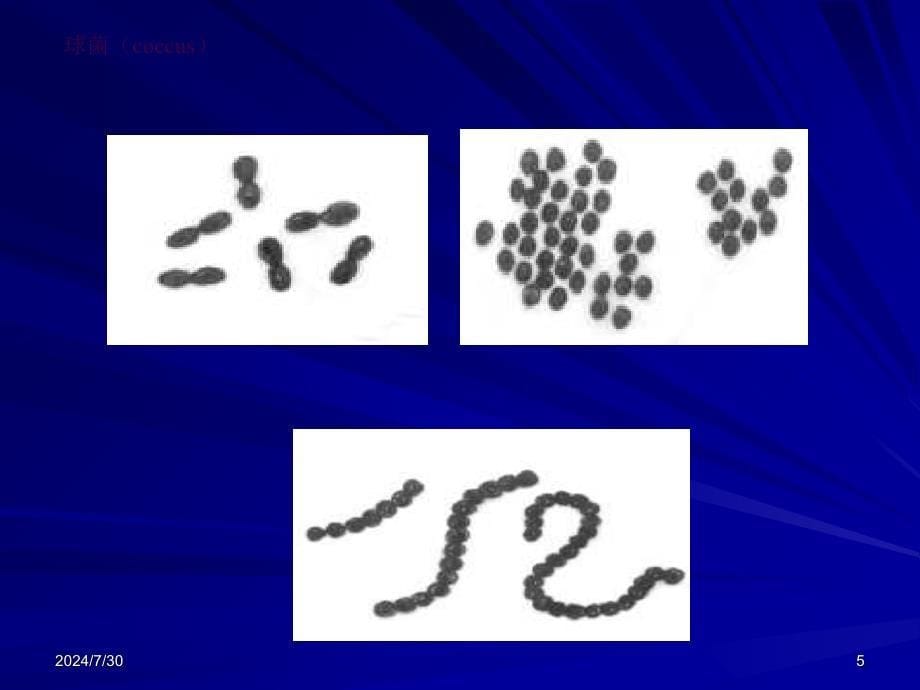 1.1细菌的形态与结构ppt课件_第5页