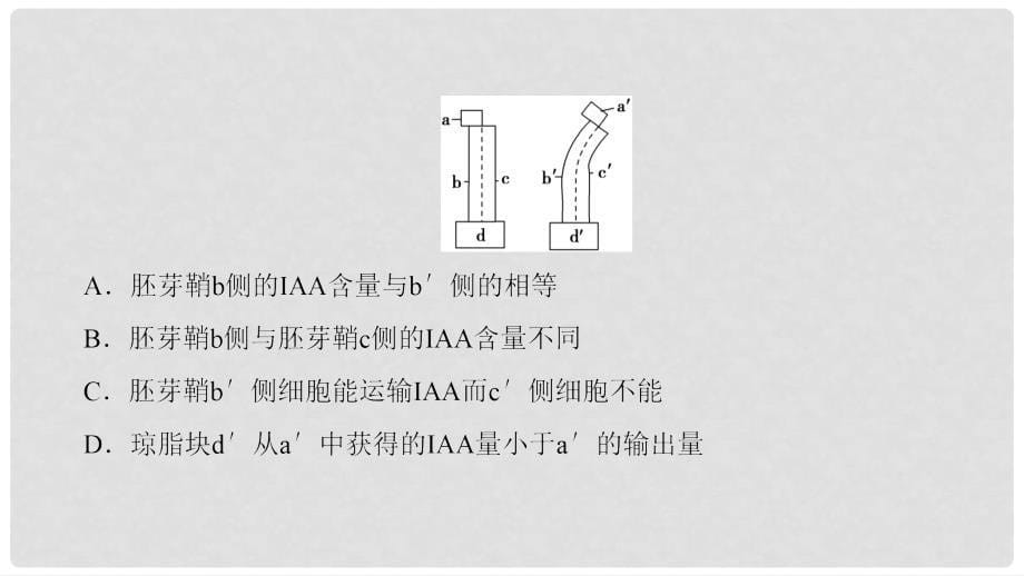 高考生物二轮复习 第1部分 板块3 调节 专题11 植物的激素调节课件_第5页