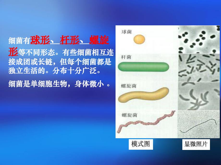 细菌j教学设计_第2页