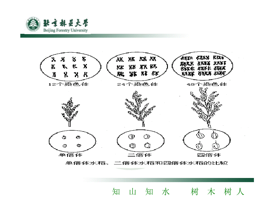 倍性育种ppt课件_第3页