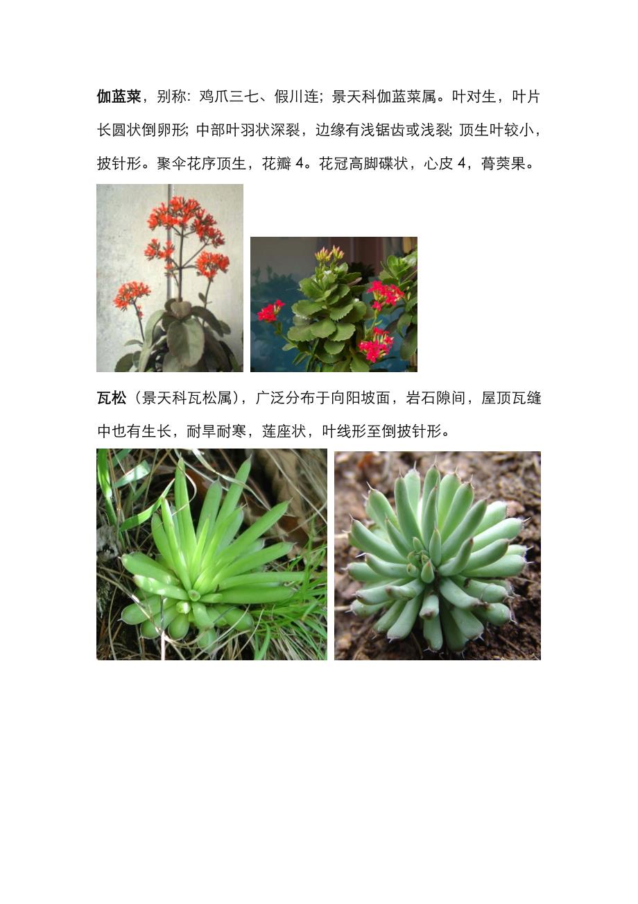 几种常见的景天科植物——堆肉肉_第1页