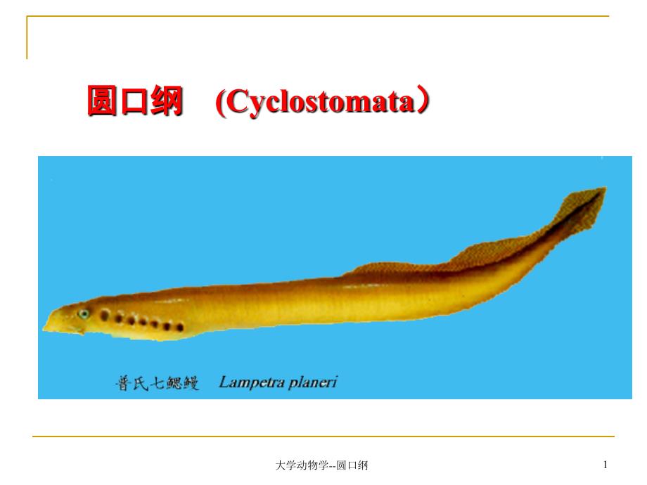 大学动物学圆口纲课件_第1页