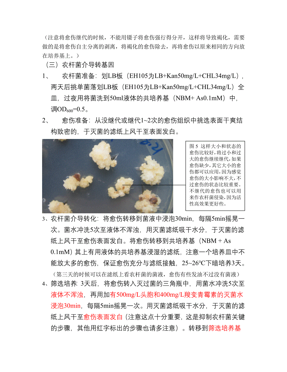 9311农杆菌介导转化体系_第4页