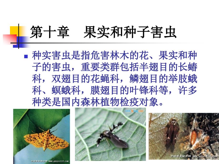 森林昆虫学101蛾类_第1页
