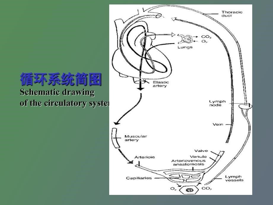 组织胚胎学教案_第5页