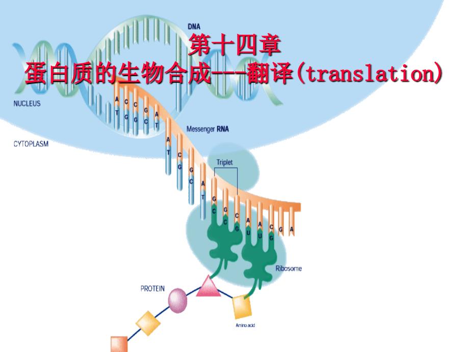 蛋白质的合成与翻译_第1页