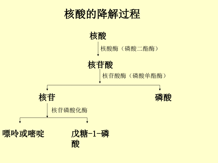 第十章核酸代谢_第2页