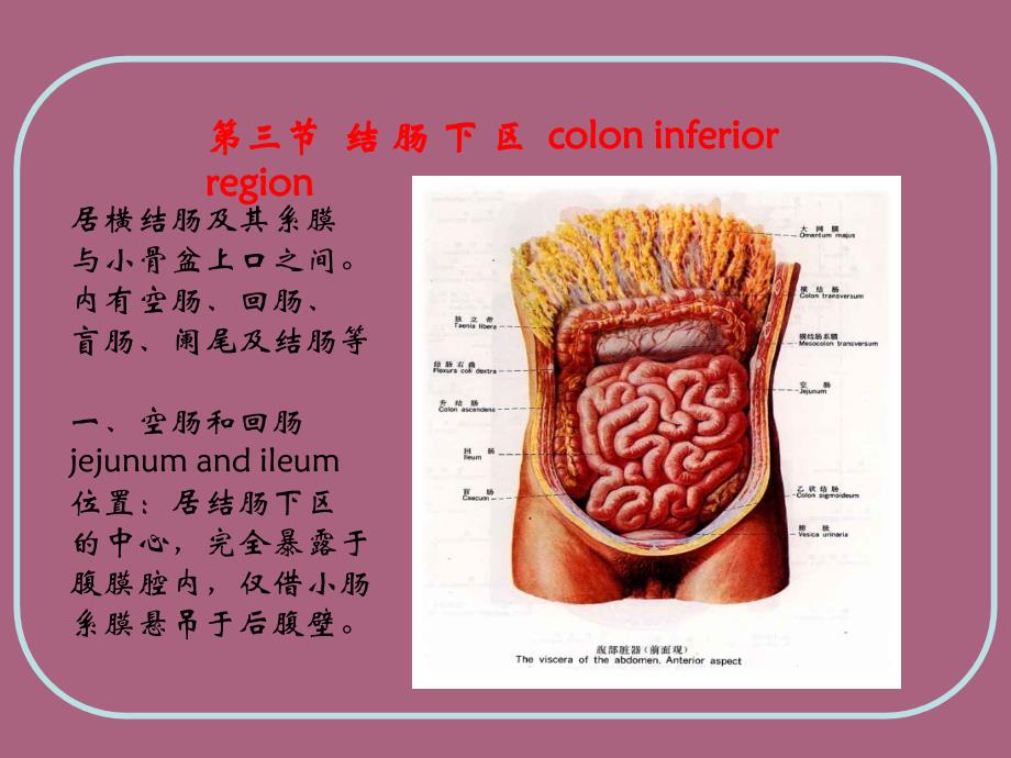 人体结构腹部ppt课件_第1页