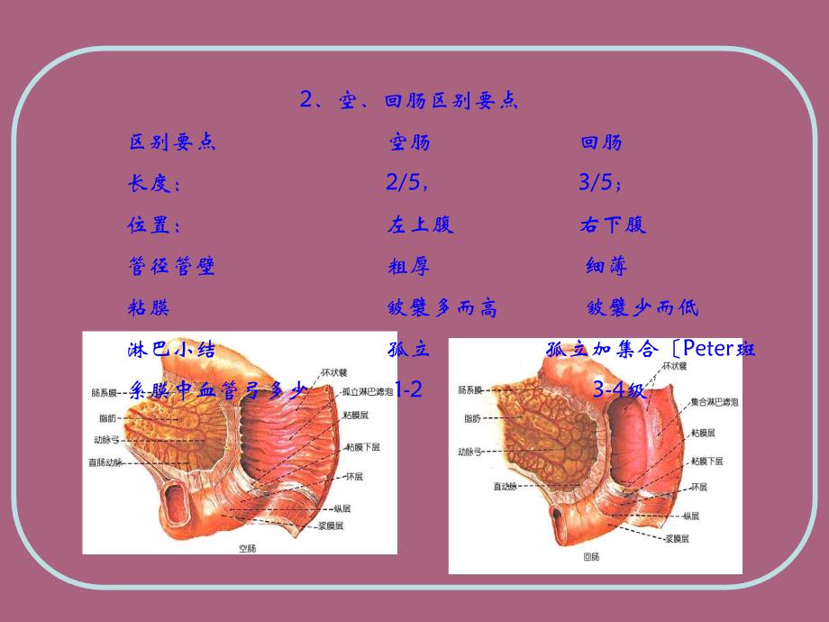 人体结构腹部ppt课件_第3页