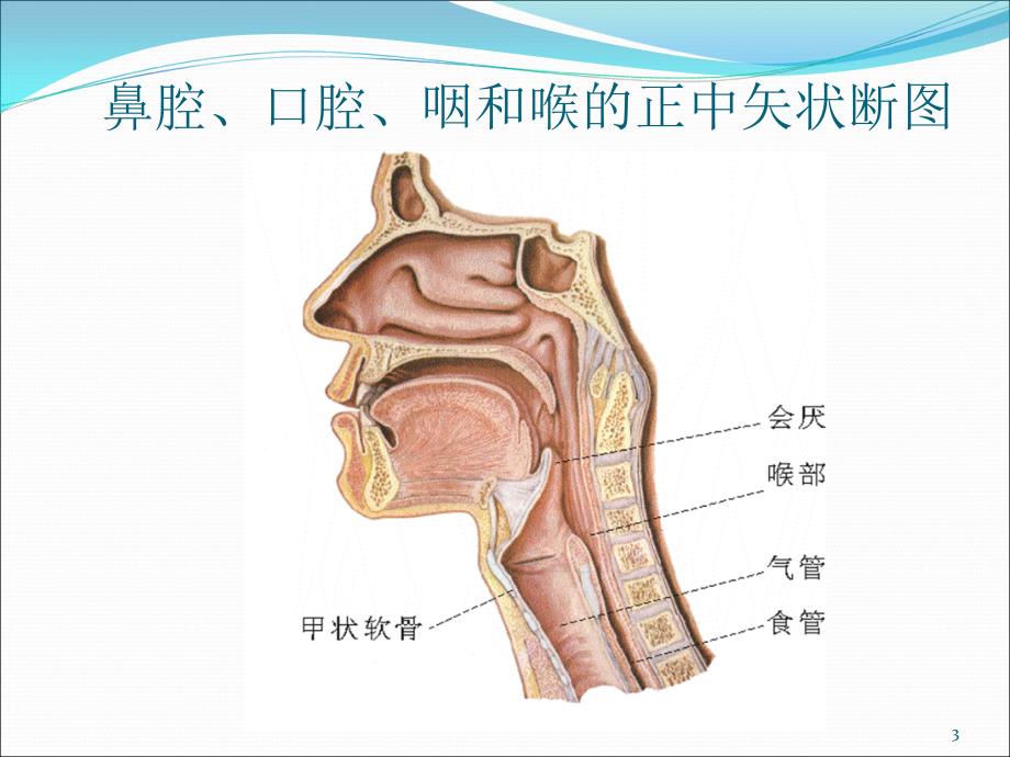 噎食的急救新ppt课件_第3页