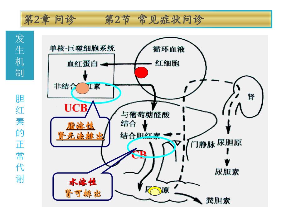 健康评估第2章第2节黄疸ppt课件_第3页