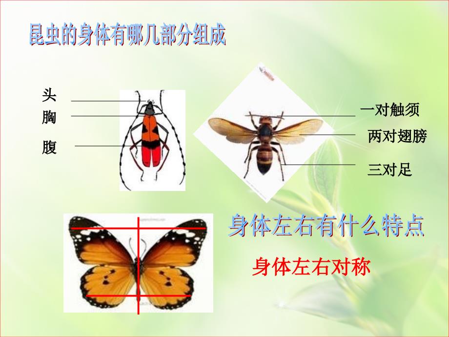 第二册10课我和昆虫_第4页