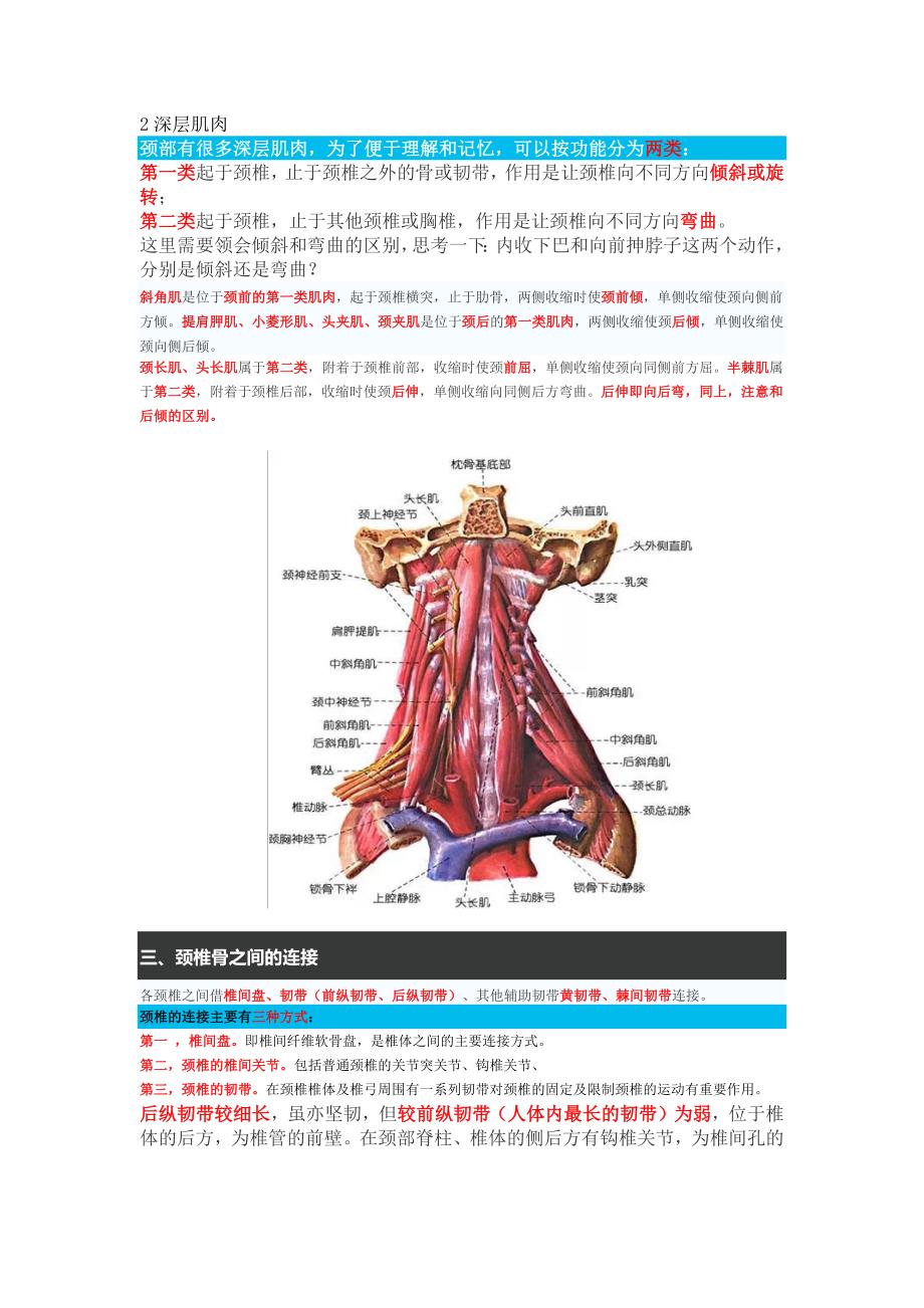 颈椎解剖图.docx_第4页