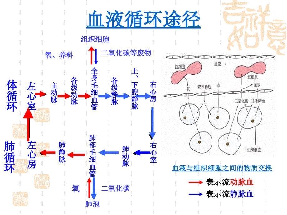 生物公开课血液循环课件_第5页