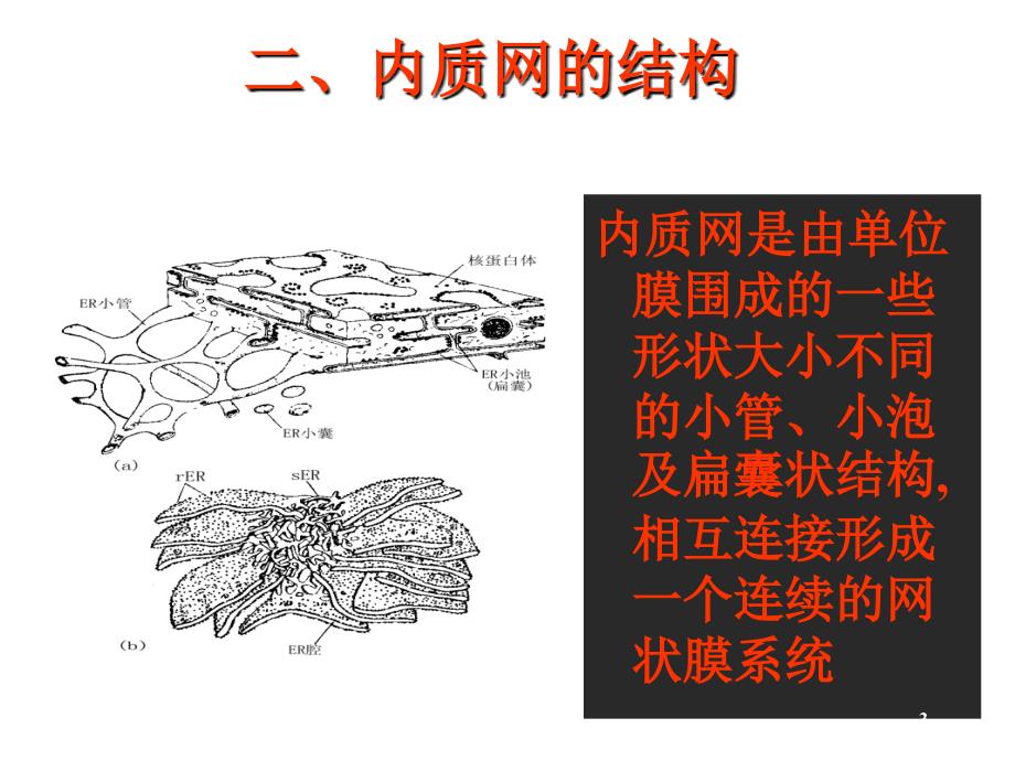 007内质网与高尔基体_第3页