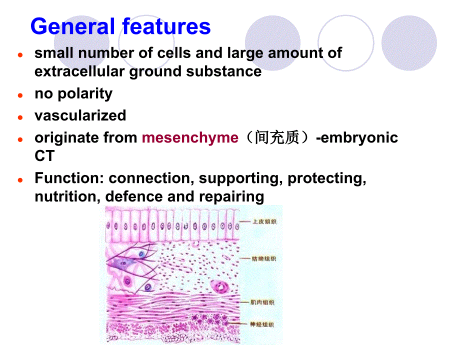 组胚学课件：connective tissue_第2页