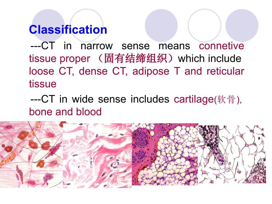 组胚学课件：connective tissue_第4页