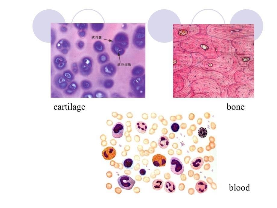 组胚学课件：connective tissue_第5页