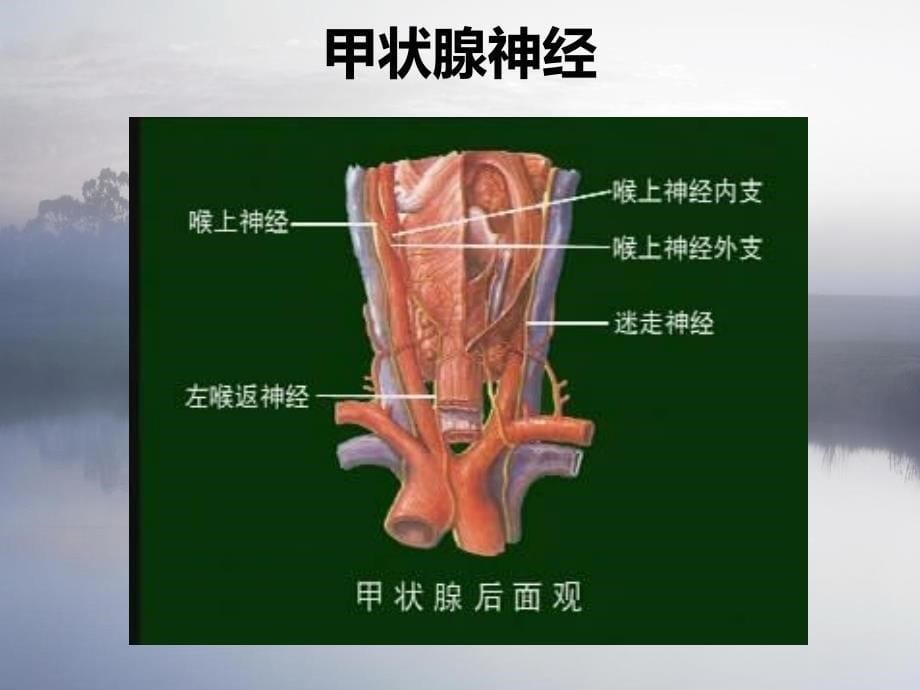 甲状腺术后护理查房_第5页