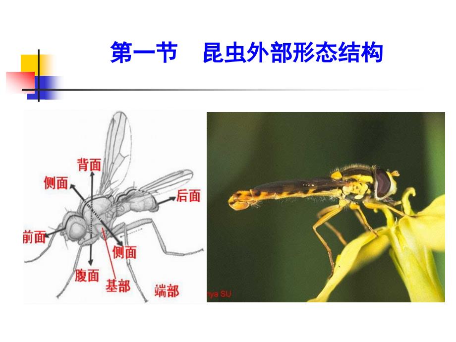 园艺昆虫学（昆虫学通论）：第一章 昆虫学通论_第3页